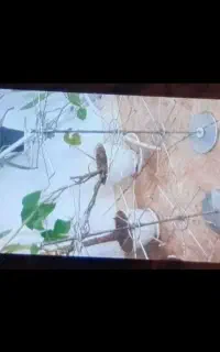 رگال اویز فلزی مناسب جوراب و بدلیجات