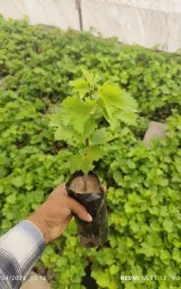 نهال انگور