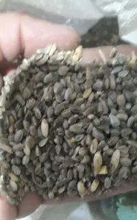 زرده سیری