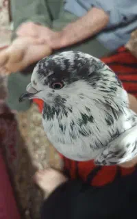 کبوتر