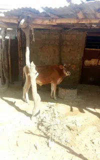 گوساله نر فروش