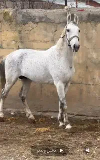 اسب یورقه