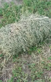 یونجه یکساله
