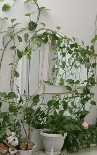 پتوس‌،بالغ، پرپشت، حاصل ۴ سال  رسیدگی