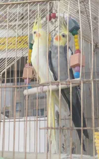 عروس هلندی پنج عدد
