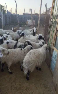 بیست راس میش