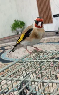 سهره قفس