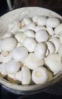 خرید و فروش کمپوست و قارچ