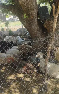 میش بره دار