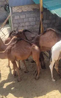 شتر کشتاری ،داشتی