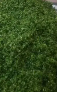 سبزی تازه هر روز را با ما تجربه کنید