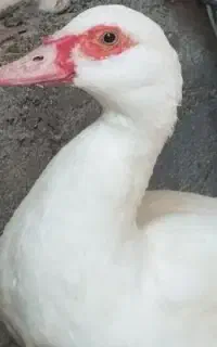 اردک اسرائیلی . مرغابی
