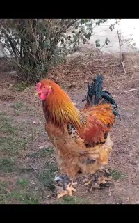 مرغ وخروس برهما