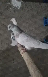 کبوتر