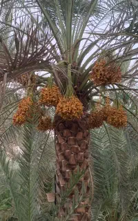 تامین کننده خرما