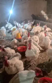 بوقلمون
