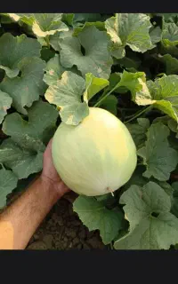 فروش خربزه سفید