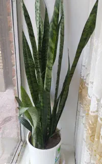 سانسوریا گولی