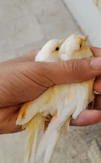 جفت قناری مزایکی