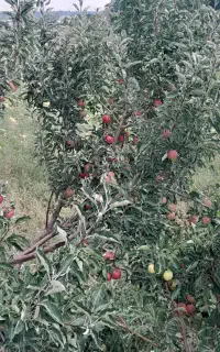 ۱۹ عدد  درخت سیب بهاره  بفرش می‌رسد