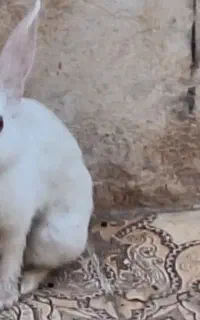 دو عدد خرگوش دستی  سفید و چشم قرمز