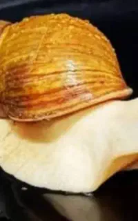 البینو  حلزون به صورت یکجا