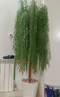 درخت بید مجنون