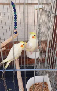 جفت عروس هلندی