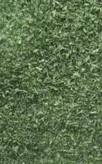 نعناخشک
