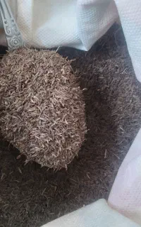 کوهی