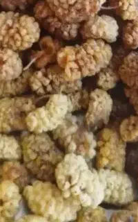 توت خشک