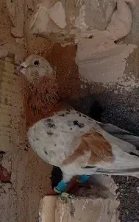 کفتر سرونج