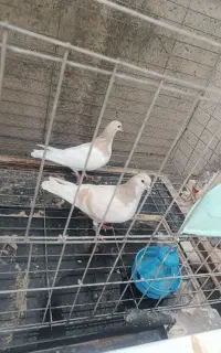 چند جفت کفتر طوقی صده سینه