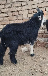 بز بزغاله