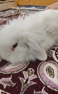 خرگوش
