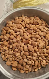 بادام تلخ