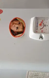 آبگرمکن دیواری