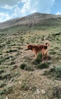 سگ قدرجون