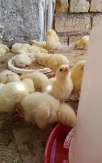 جوجه گوشتی
