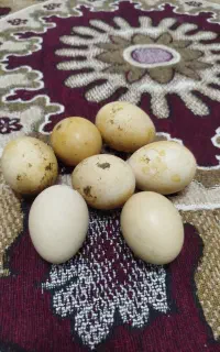 تخم مرغ خوردنی