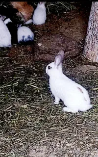 بچه خرگوش