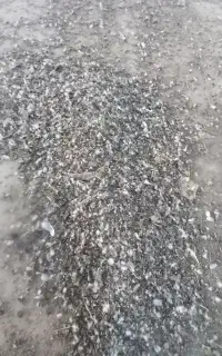 کود پرنده