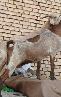 بز خونگی باردار