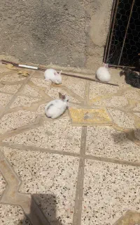 خرگوش