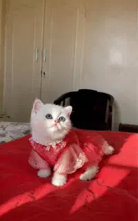 بچه گربه نژاد دار