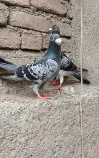 کبوتر مسافتی