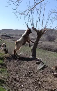 ۱ راس تکه ۲ساله