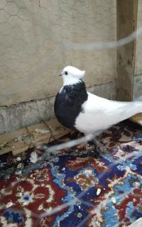 طوقی