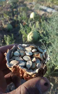 تخمه هندونه