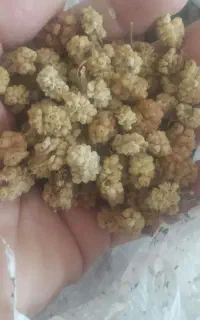 فروش توت خشک به قیمت ۲۰۰۰۰۰تومان